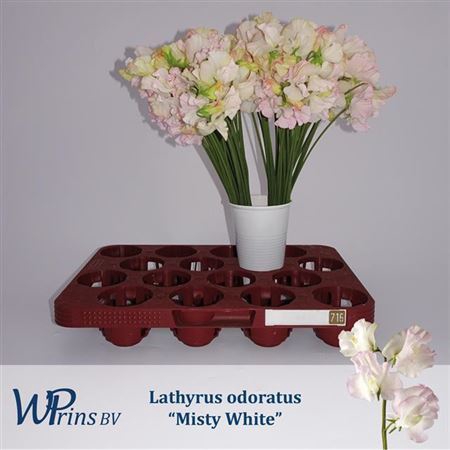 <h4>Lathyrus Mist White</h4>