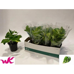 Epipremnum pinnatum Aureum 15Ø 35cm