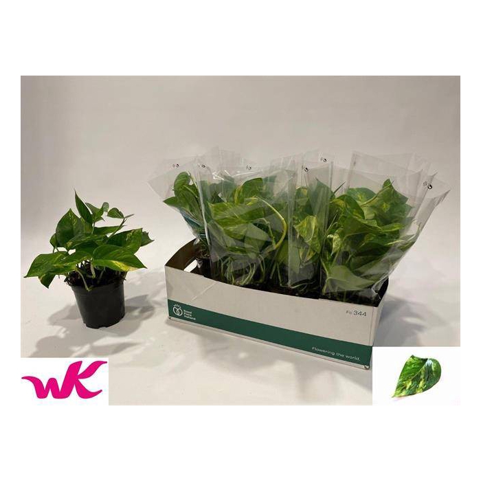 <h4>Epipremnum pinnatum Aureum 15Ø 35cm</h4>