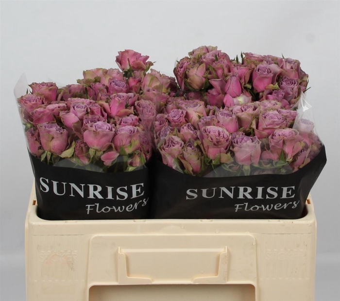 <h4>R Tr Purple Sky</h4>