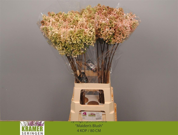 <h4>Syr Hy Maidens Blush</h4>