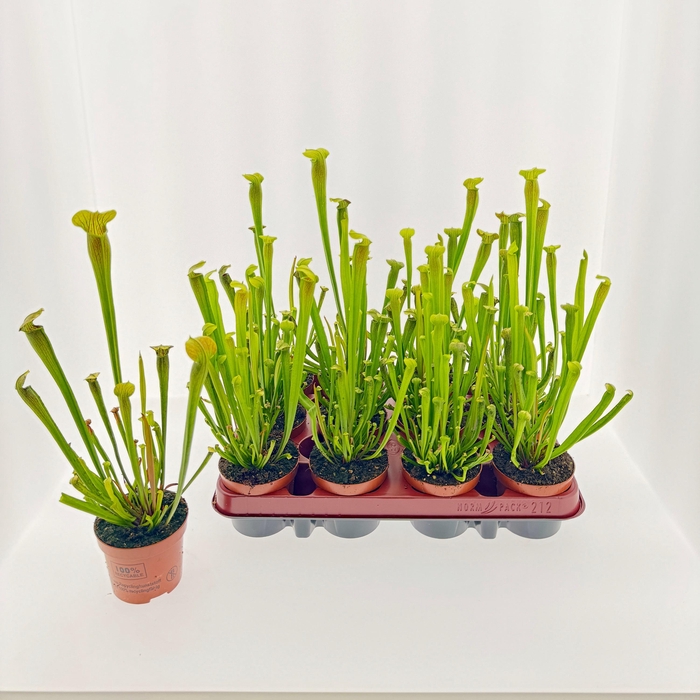<h4>SARRACENIA OV</h4>