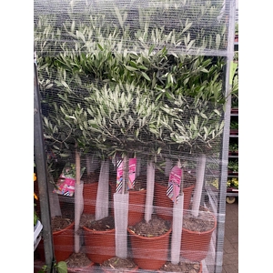 Olijfboom Olea europaea