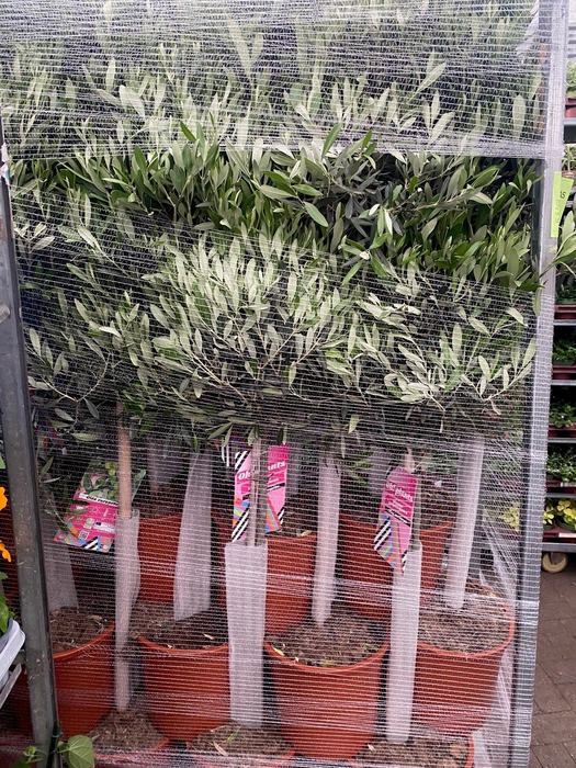 <h4>Olijfboom Olea europaea</h4>