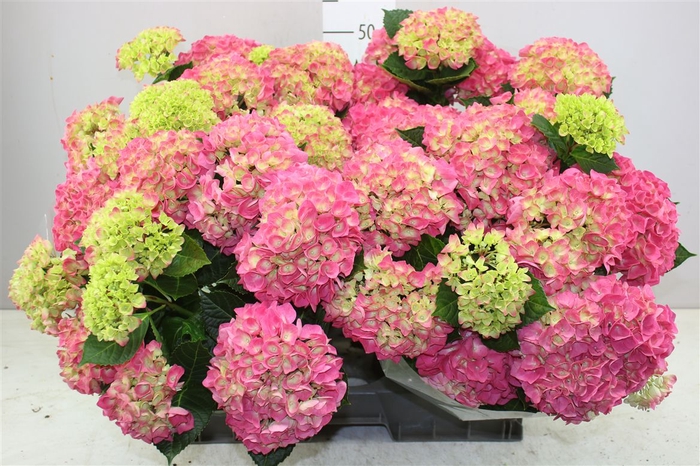 <h4>Hydrangea Hi Ocean Pink 9-10</h4>