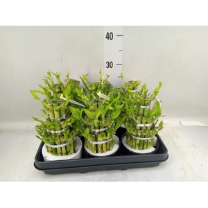 Dracaena sand. 'Lucky Bamboo' ..pyr