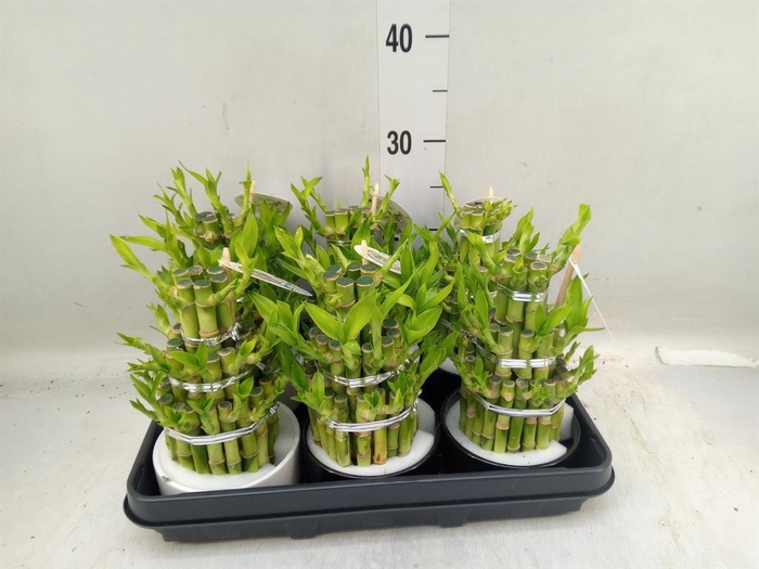 <h4>Dracaena sand. 'Lucky Bamboo' ..pyr</h4>