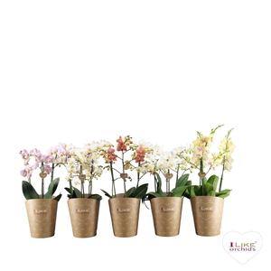 Duetto Multi Mix 45+