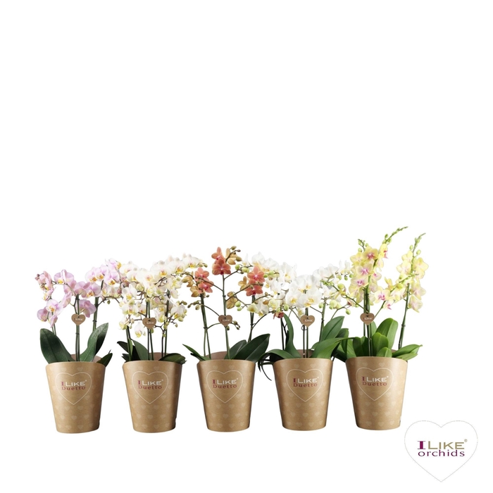 <h4>Duetto Multi Mix 45+</h4>