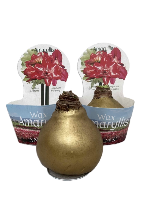 <h4>HIPPEASTRUM-HYBRID P14</h4>