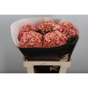 Hydr Wx (ex) Versilia