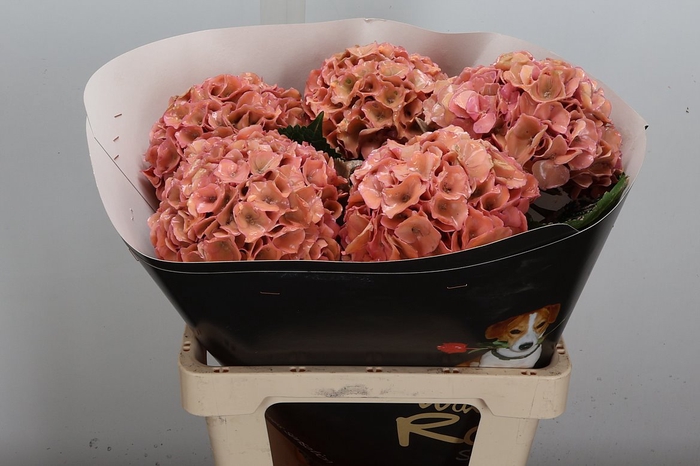 <h4>Hydr Wx (ex) Versilia</h4>