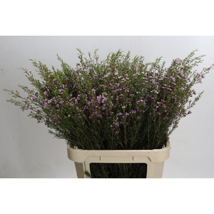 Chamelaucium Early Nir