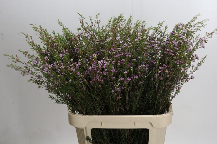 <h4>Chamelaucium Early Nir</h4>