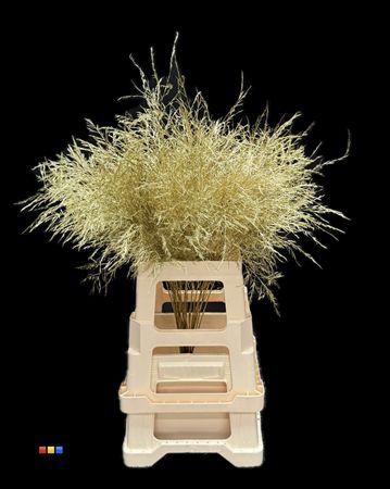 <h4>Treefern Gold</h4>