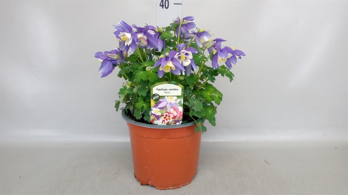 <h4>Aquilegia caerulea</h4>