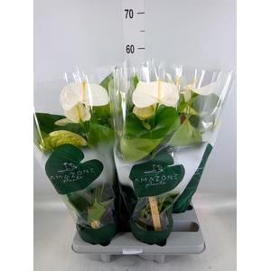 Anthurium andr. 'Samora'