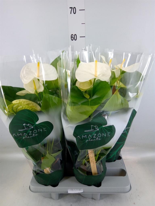 <h4>Anthurium andr. 'Samora'</h4>