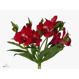 Alstroemeria Santa Fe