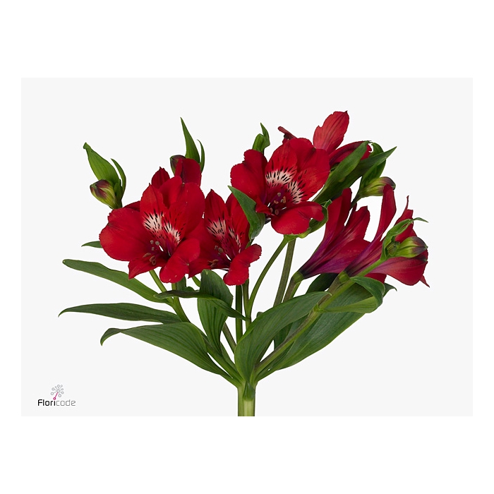 <h4>Alstroemeria Santa Fe</h4>