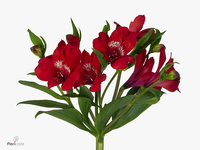 Alstroemeria Santa Fe