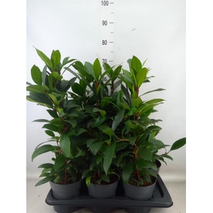 Ficus cyathistipula 'Compacta'