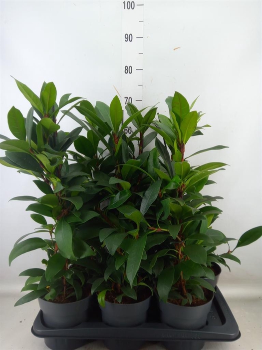 <h4>Ficus cyathistipula 'Compacta'</h4>