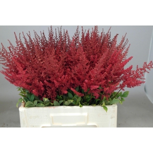Astilbe Paul Gäarder