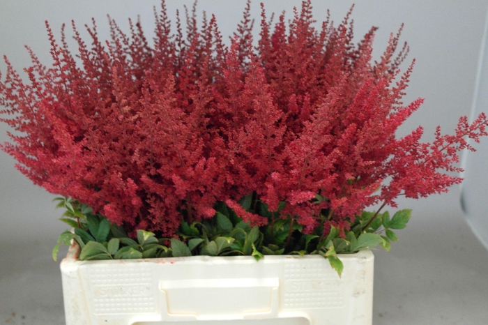 <h4>Astilbe Paul Gäarder</h4>
