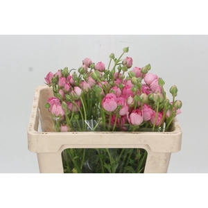 Ranunculus Moderna Dolce