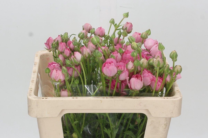 <h4>Ranunculus Natura Moderna Dolce</h4>