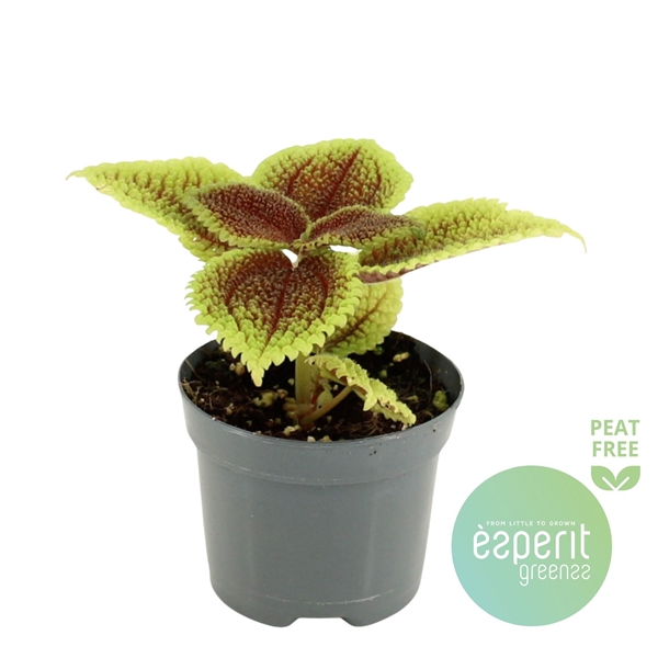 <h4>Pilea mollis Moon Valley</h4>