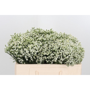 Lim Sin Sen P Colada