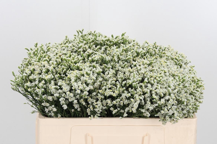 <h4>Lim Sin Sen P Colada</h4>