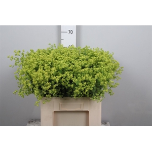 Alchem M Robustica