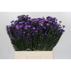 Aster Casamare