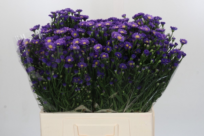 <h4>Aster Casamare</h4>