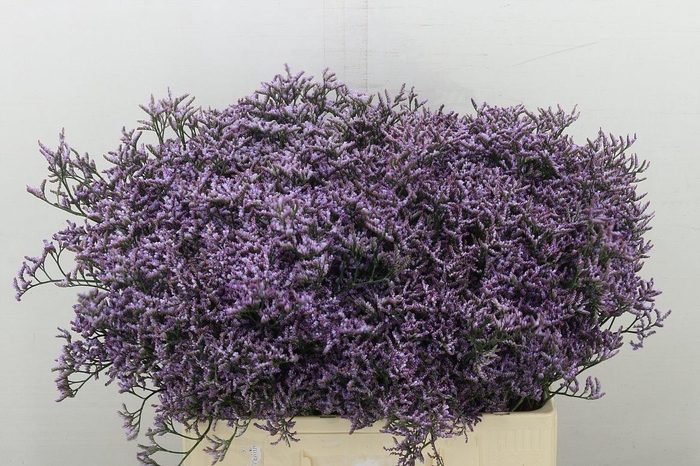 <h4>Lim Saf Lilac</h4>