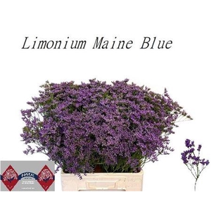 Lim Maine Blue