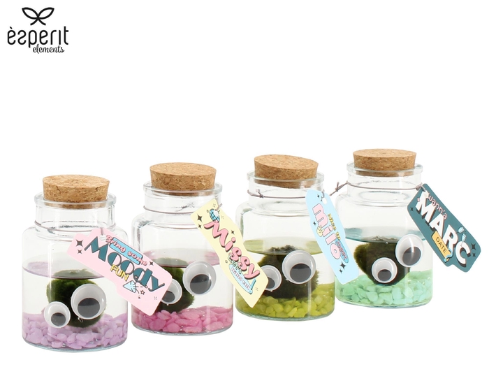 <h4>90948: Marimo arrangement</h4>