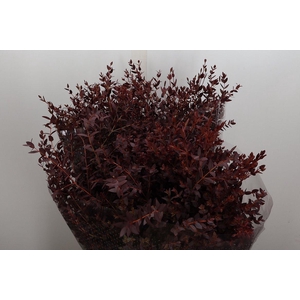 Euca Parvifolia L. Abs Red 300gr