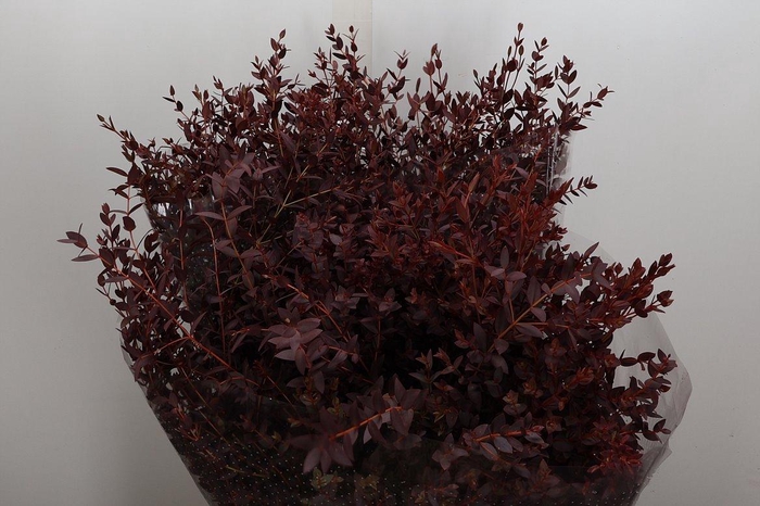 <h4>Euca Parvifolia L. Abs Red 300gr</h4>