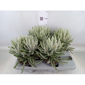 Senecio   ...