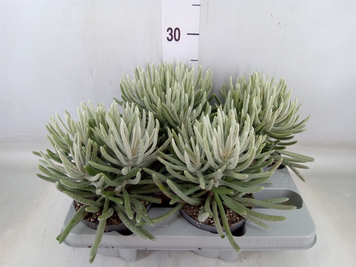 <h4>Senecio   ...</h4>