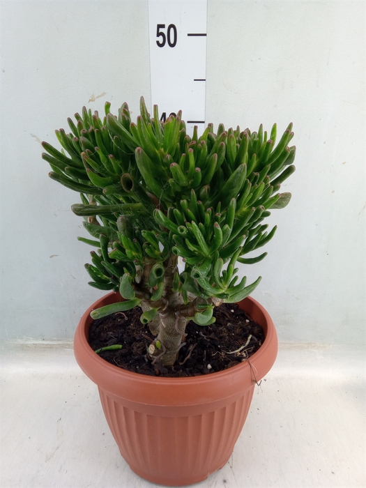 <h4>Crassula ovata 'Horn Tree'</h4>