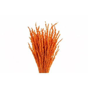 Dried Rice Oryza Orange Bunch