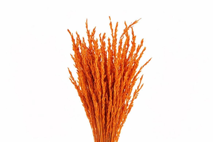 <h4>Dried Rice Oryza Orange Bunch</h4>