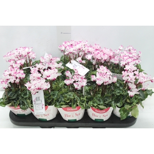 CYCLAMEN ABSOLU DE MOREL P11