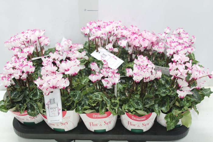 <h4>CYCLAMEN ABSOLU DE MOREL P11</h4>