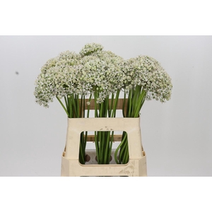 Allium Nigrum